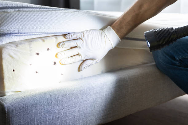 Best Wasp Removal Services  in Mckeesport, PA