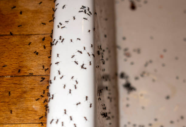 Best Affordable Pest Control Services  in Mckeesport, PA