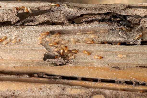 Best Pest Control for Homes  in Mckeesport, PA